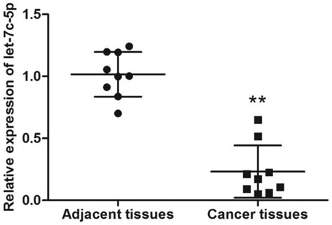 Let 7c 5p Inhibits Cell Proliferation And Induces Cell Apoptosis By