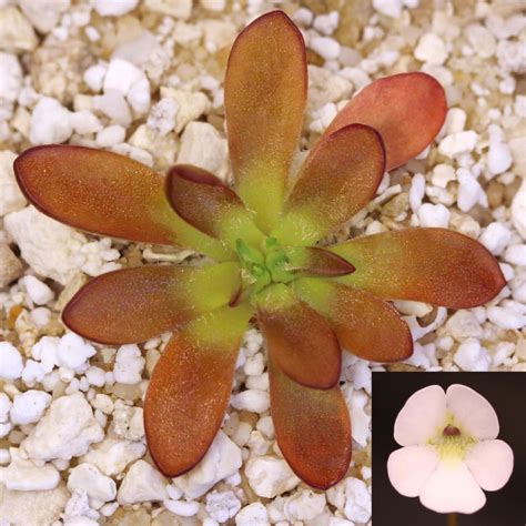 Pinguicula BCP Crystal Mexican Butterwort Curious Plant