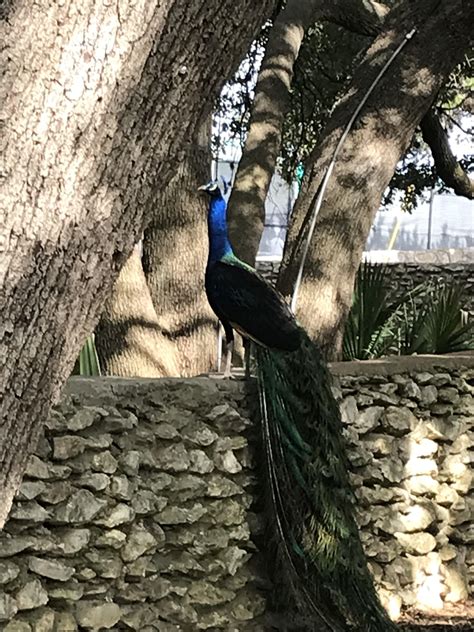 Peacocks at Mayfield Park : r/Austin