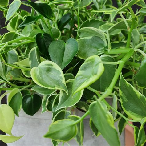 Peperomia Scandens Variegata