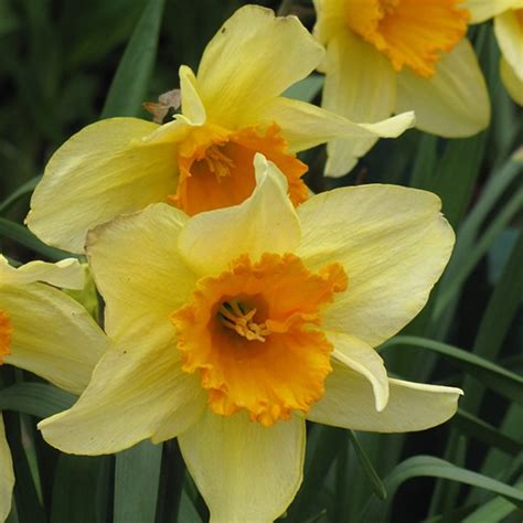 Daffodil Fortune A Large Cupped Daffodil