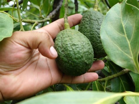 Mina de oro verde se agota baja producción de aguacate