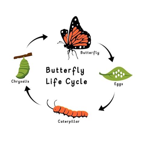 Premium Vector | Butterfly life cycle