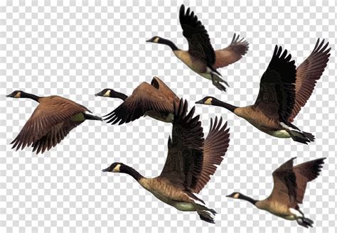 Animal Migrations Clip Art Library