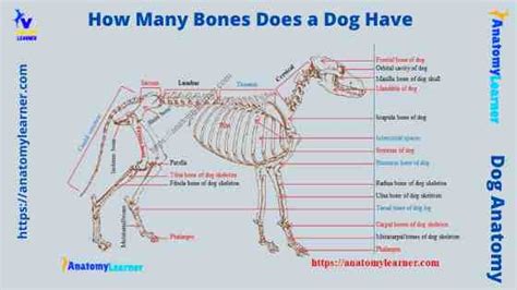 Does A Dog Tail Have Bone In It