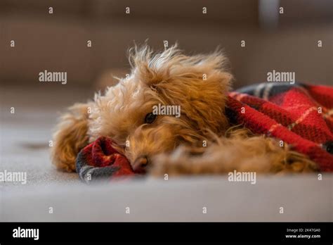 Cute puppy red toy poodle under blanket in Christmas day Stock Photo ...