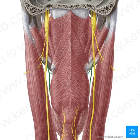 Nervus Laryngeus Superior Anatomie Funktion And Klinik Kenhub Porn