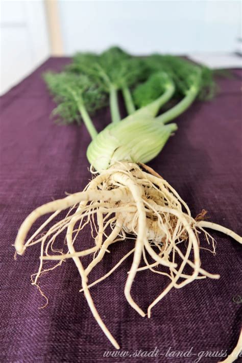 Wieso Fenchel Kein Wintergem Se Ist Stadt Land Gnuss