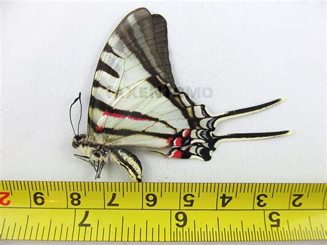 Eurytides agesilaus