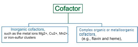 Difference between Cofactor and Coenzyme