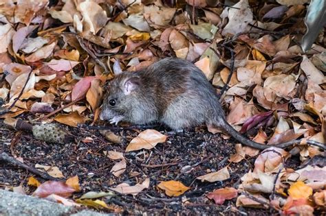 Wood Mouse Stock Image Image Of Mammal Long Vertebrate 60160299