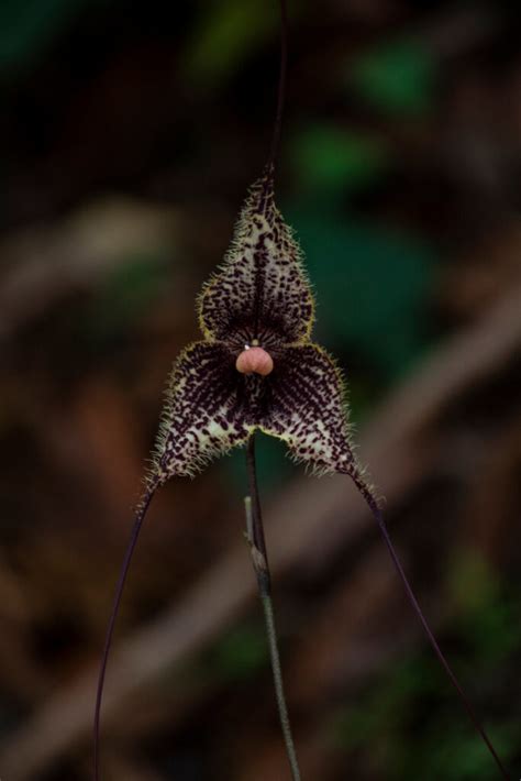 Discover The National Flower Of Honduras Rhyncholaelia Digbyana A Z