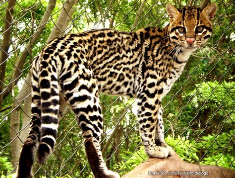 Gato Maracaj Jaguatirica Diferen As E Semelhan As Mundo Ecologia