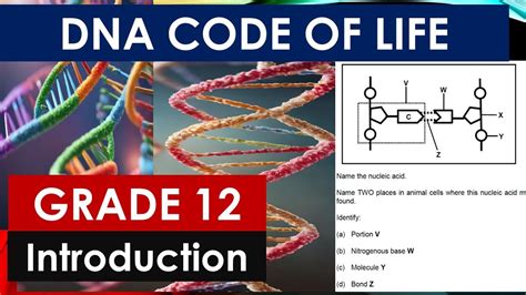 Introduction To Dna Code Of Life Grade 12 Life Sciences By Msaidi