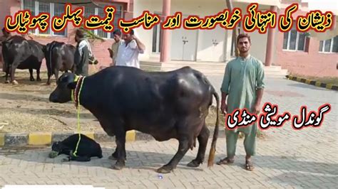 Very Beautiful Pregnant And Milking Buffaloes On Gondal Maweshi Mandi