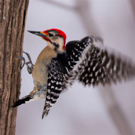 7 Species Of Woodpeckers In New Jersey Nature Blog Network