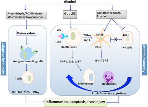 Frontiers Recent Insights Into The Role Of Immune Cells In Alcoholic