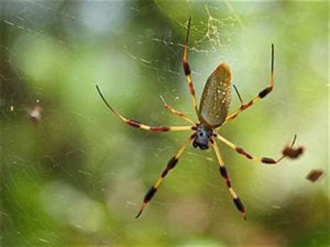 NATUREZA E PAZ Descobertas 17 novas espécies de aranha na Mata Atlântica