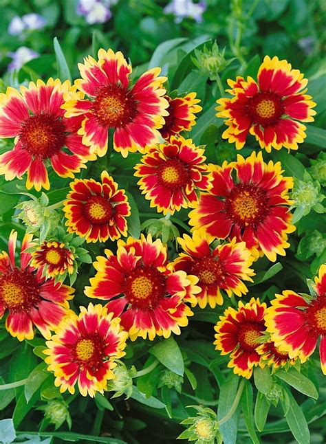 Gaillardia Aristata Kobold Kokardenblume