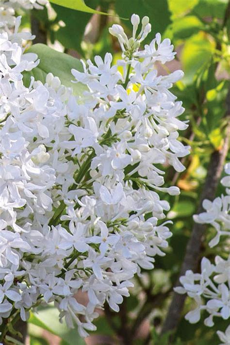 Buy New Age White Lilac Bush Syringa FREE SHIPPING Wilson Bros