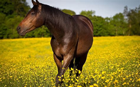 flowers, Field, Animals, Horse, Yellow Flowers