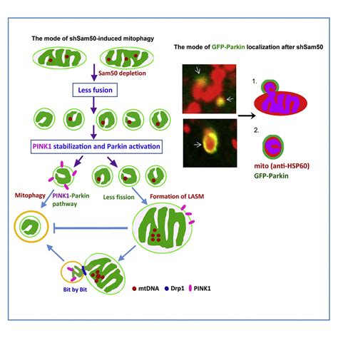 Sam Regulates Pink Parkin Mediated Mitophagy By Controlling Pink