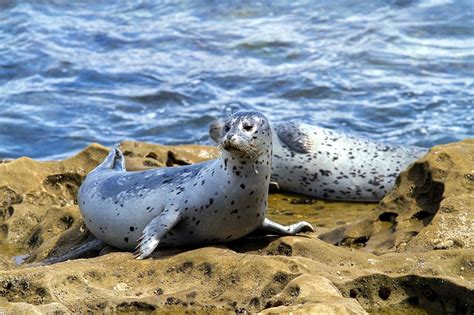 La Foca Es Oviparo Dinami