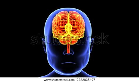 Human Child Body Brain Anatomy Physiology Stock Illustration 2222835497 ...