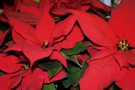 Flor De Pascua Todo Lo Que Debes Saber Para Cuidarla