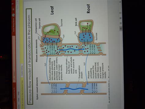 Plants Forms And Functions Flashcards Quizlet