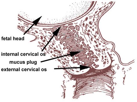 Diagram Of Cervix And Mucus Plug Cervix Cervical Mucus Conce