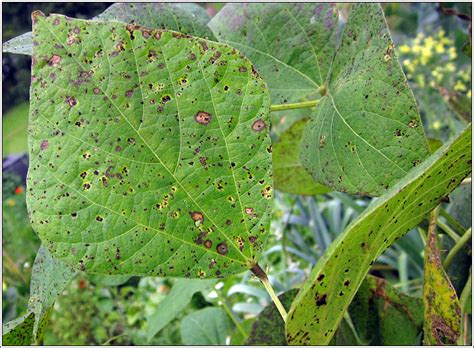 Galls Uromyces Appendiculatus Uromyces Phaseoli Bean Rust