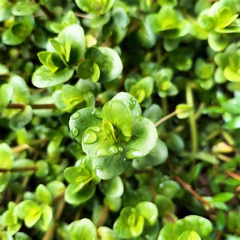 Bacopa Salzmannii Tanaman Aquascape 10 Batang Lazada Indonesia