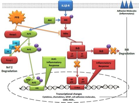 Pro Inflammatory And Anti Inflammatory Pathways Potentially Affected By