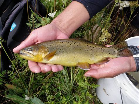 Fishing For The Formerly Endangered Apache Trout In Arizona Hubpages