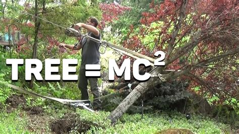 Straighten Leaning Trees With The Winch Youtube