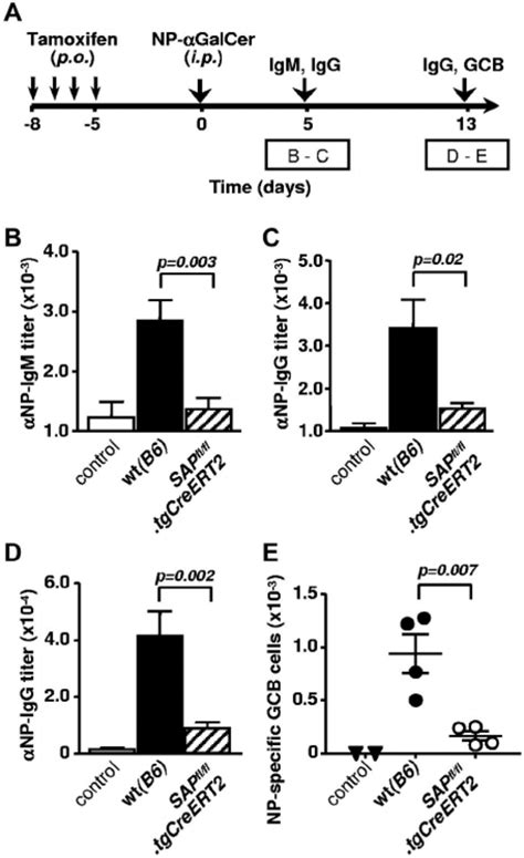 Cognate Nkt Cell Help To B Cells Requires Sap Dependent Signaling