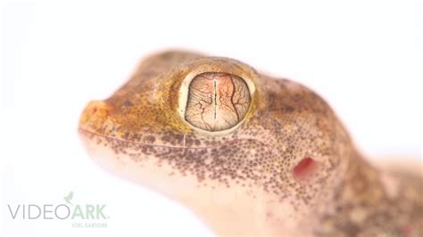 An Egyptian Sand Gecko Stenodactylus Petrii At Joshs Frogs YouTube