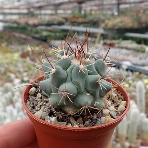 Thelocactus Nidulans Uhlig Kakteen Ber Verschiedene Arten