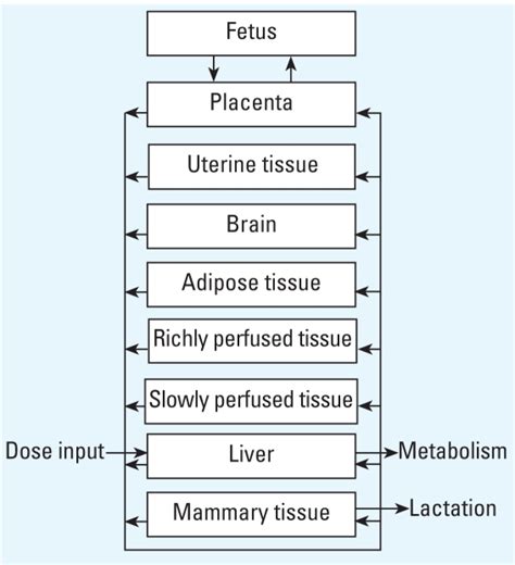 Conceptual Representation Of The Pbpk Model Download Scientific Diagram