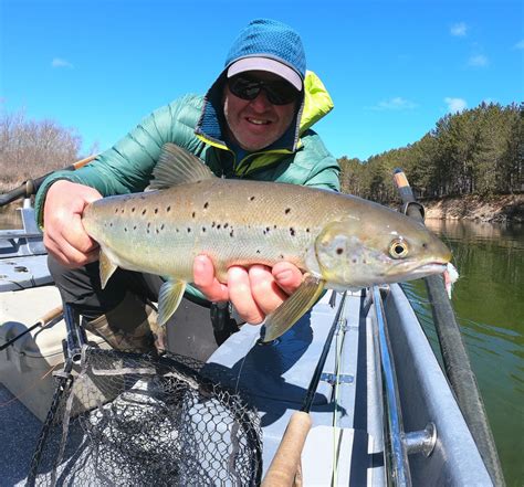 Late March On The Au Sable River Atlantics Steelhead And Brown Trout