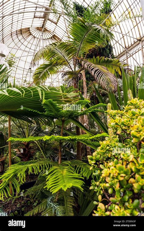 Interior Of The Palm House A Cast Iron Glasshouse Designed In The Th