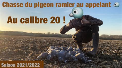 Chasse Du Pigeon Ramier Au Appelant Au Calibre Youtube