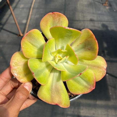 Variegated Echeveria Winter Sunset 13cm Pot10 Set Each Tob Succulent