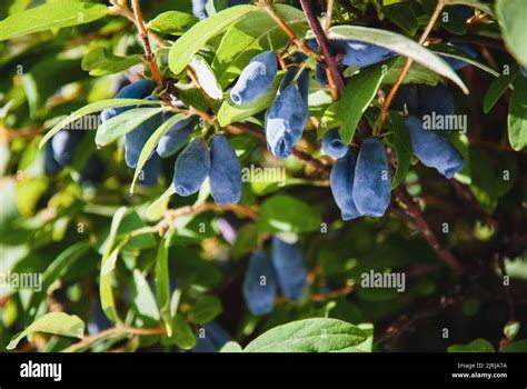 Blue Honeysuckle Haskap Berries Growing In Garden Lonicera Caerulea