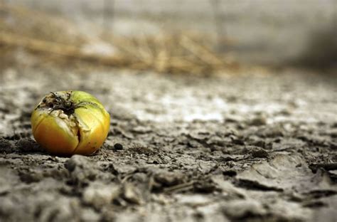 Cómo afecta el cambio climático en la seguridad alimentaria Consumer