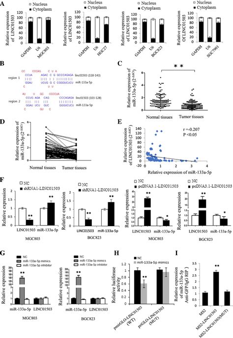 Linc01503 Functions As A Molecular Sponge Of Mir 133a 5p A The