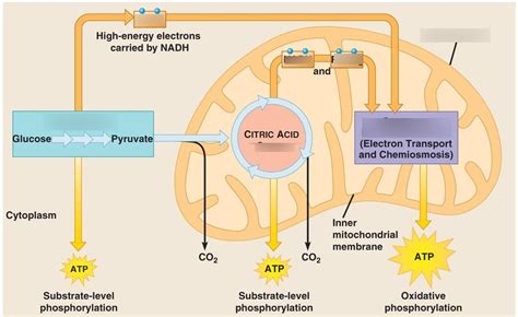 Chapter Cellular Respiration Diagram Quizlet