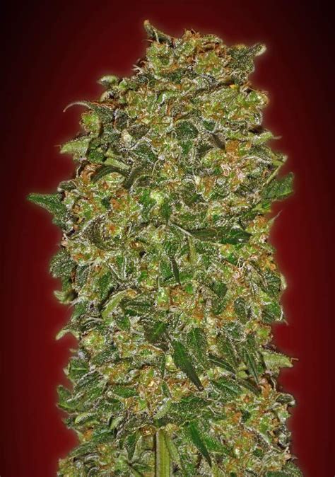 Seeds Chocolate Kush Indras Planet