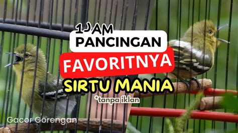 Pancingan Sirtu Masteran Cipoh Bahan Agar Cepat Gacor Dan Rajin Bunyi